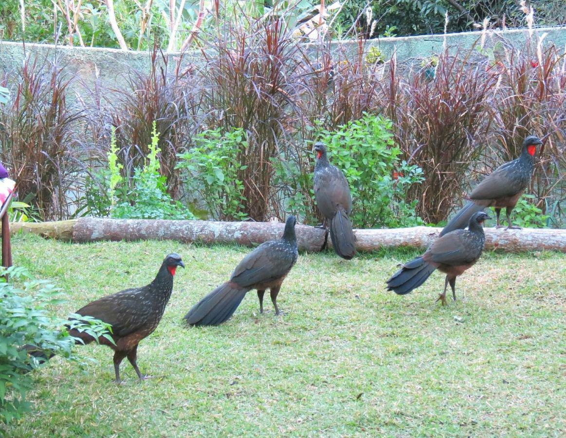 דירות Petrópolis Casa De Vidro מראה חיצוני תמונה